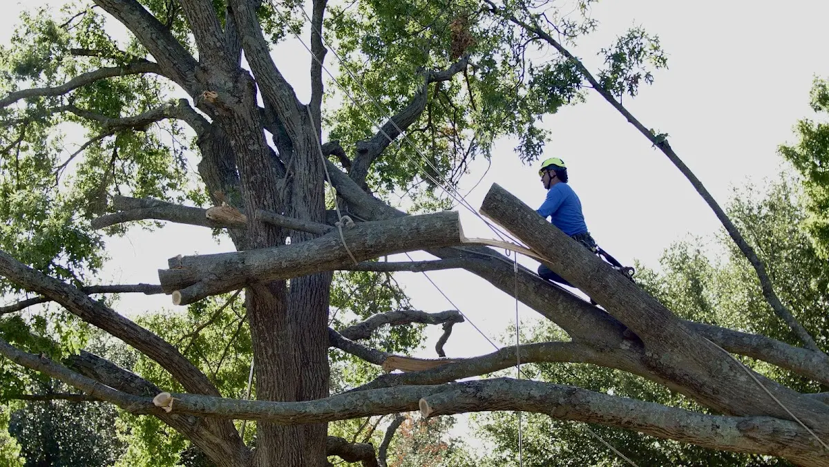 Professional Hazardous Tree Removal performed by certified arborists in Bluebell