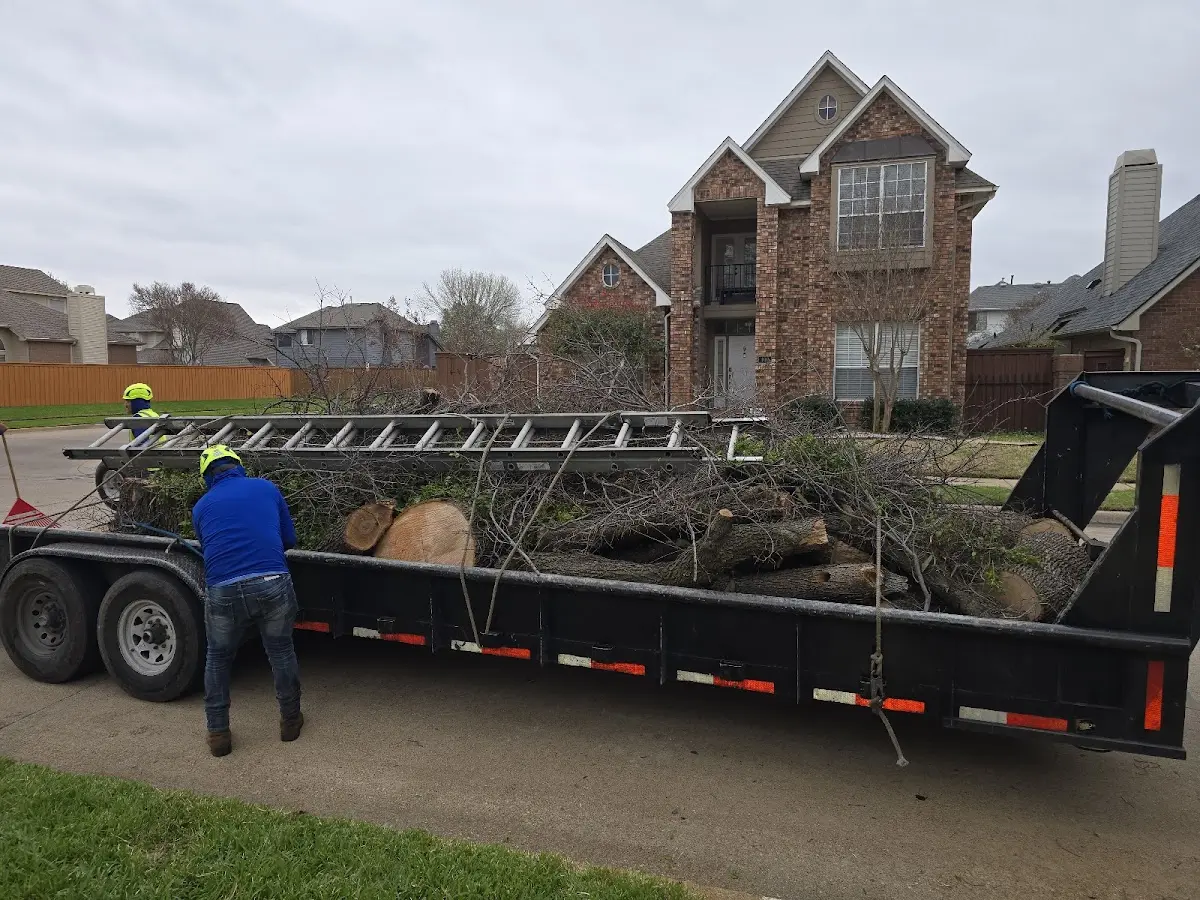 Expert Tree Pest Control with proper safety equipment in Bluebell